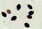 Panaeolus cinctulus image