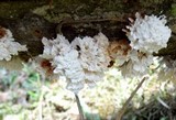 Hydnopolyporus fimbriatus image