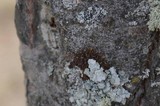 Melanohalea subolivacea image