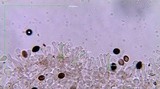 Panaeolus cinctulus image