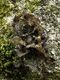 Sticta sylvatica image