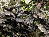 Sticta sylvatica image