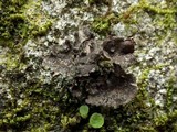 Sticta sylvatica image