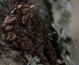 Melanohalea subolivacea image