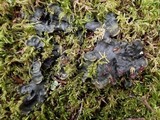 Peltigera horizontalis image