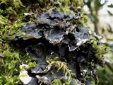 Peltigera horizontalis image
