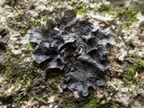 Leptogium cochleatum image