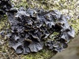 Leptogium cochleatum image