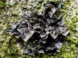 Leptogium cochleatum image
