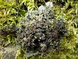Leptogium cochleatum image