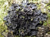 Leptogium cyanescens image