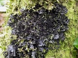 Leptogium cyanescens image