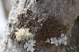 Melanohalea subolivacea image