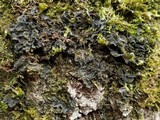 Leptogium hibernicum image