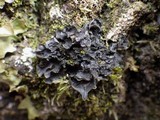 Leptogium hibernicum image