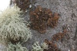 Melanohalea subolivacea image