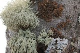 Melanohalea subolivacea image
