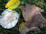 Infundibulicybe geotropa image