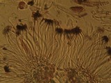 Graphis scripta image