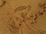 Graphis scripta image