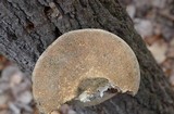 Trametes gibbosa image