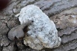 Trametes gibbosa image