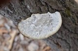 Trametes gibbosa image