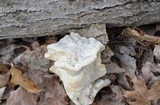 Trametes gibbosa image