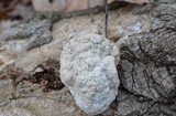 Trametes gibbosa image