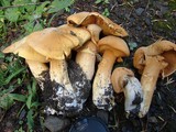 Phaeolepiota aurea image