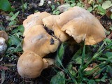 Phaeolepiota aurea image