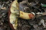 Boletus miniatopallescens image