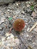Boletus luridiformis image