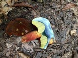 Boletus luridiformis image