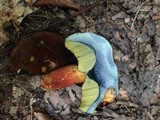 Boletus luridiformis image