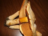 Phaeolepiota aurea image
