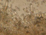 Inocybe flocculosa image