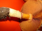 Phaeolepiota aurea image