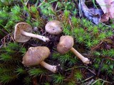 Inocybe flocculosa image