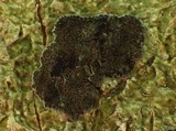 Glyphis cicatricosa image