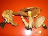 Phaeolepiota aurea image