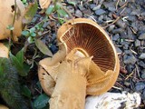 Phaeolepiota aurea image