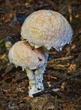 Image of Austroboletus eburneus