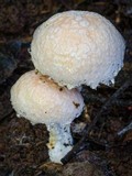 Austroboletus eburneus image