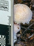 Austroboletus eburneus image