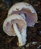 Austroboletus eburneus image