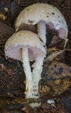 Austroboletus eburneus image