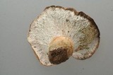 Hypomyces lateritius image