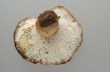 Hypomyces lateritius image