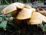 Phaeolepiota aurea image